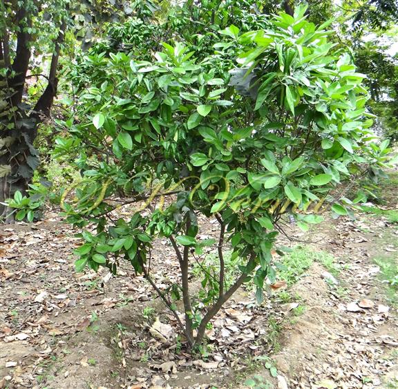  Plant